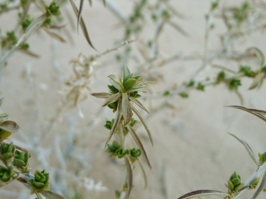 Utah Minutiae by Joseph Brennan