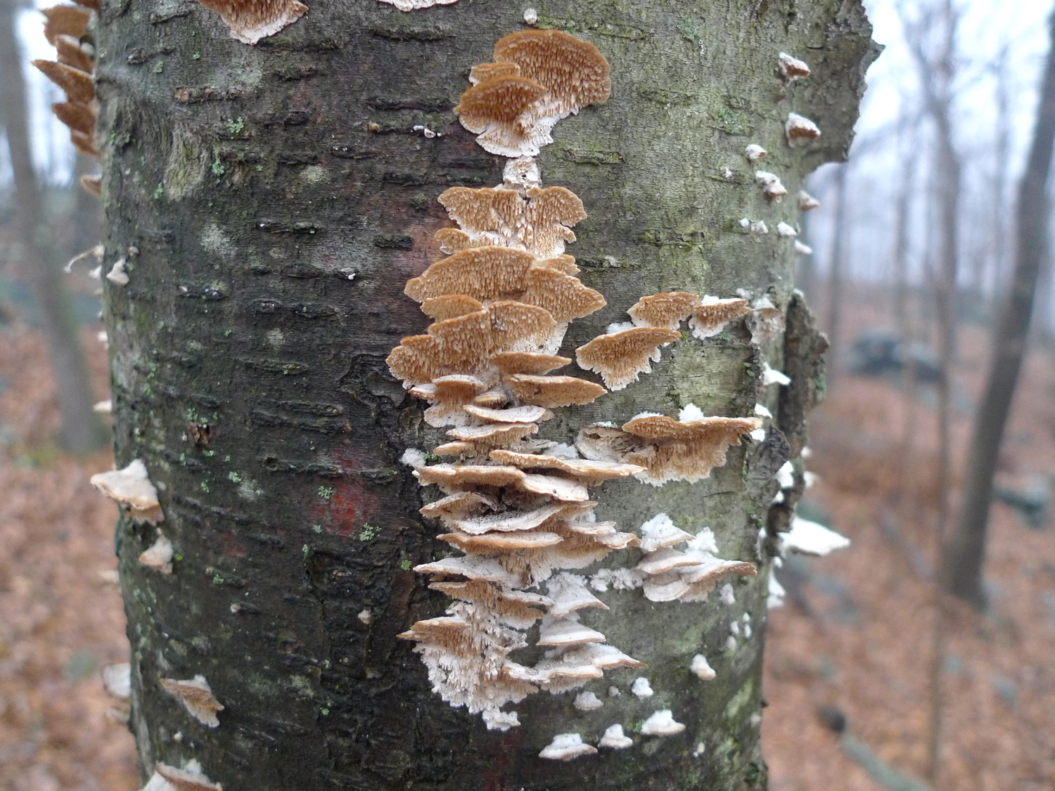 Joseph-Brennan-lichen-1-2012