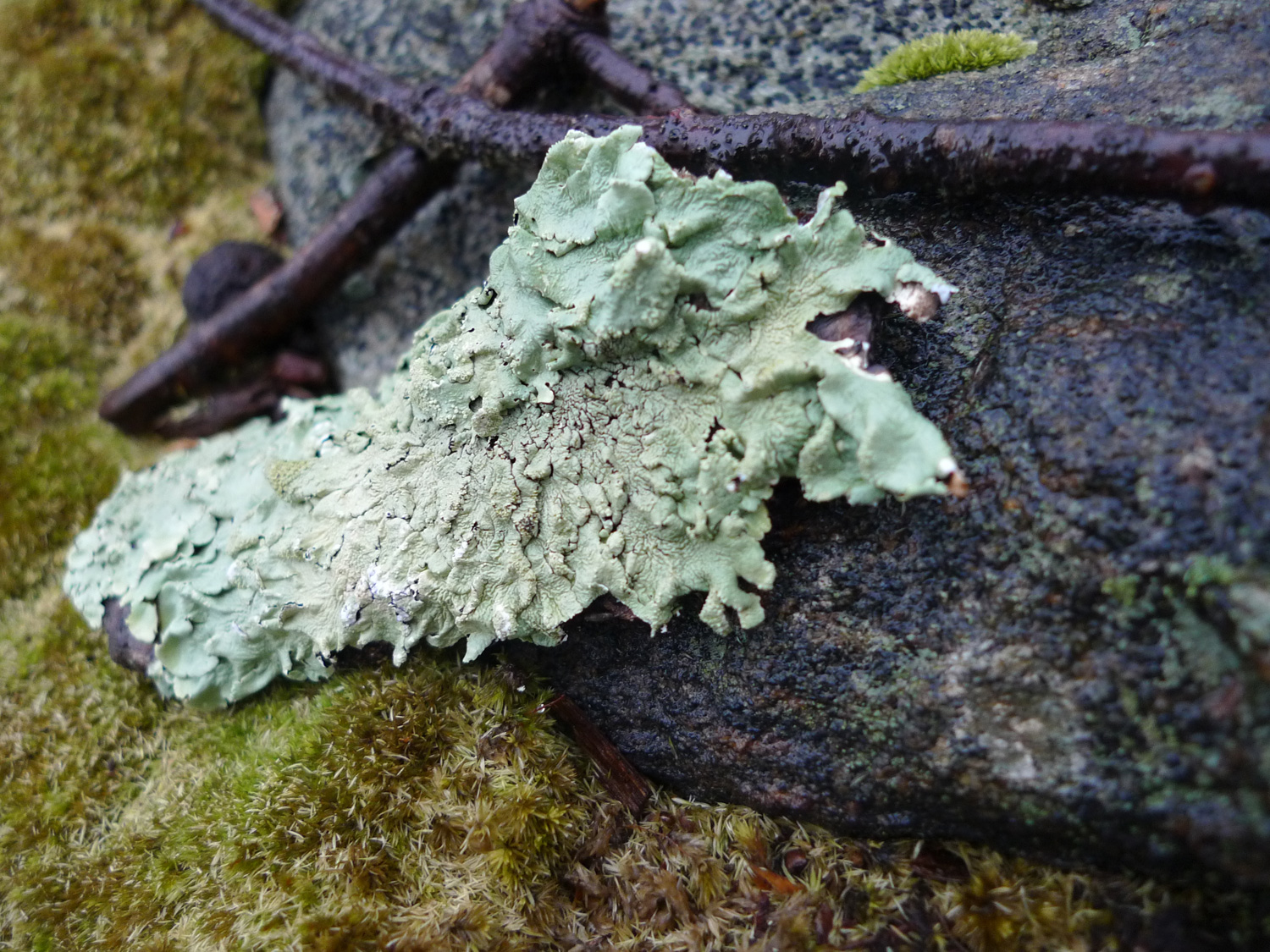 Joseph-Brennan-lichen-2-2012